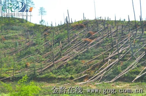 美峰林场天气预报更新通知